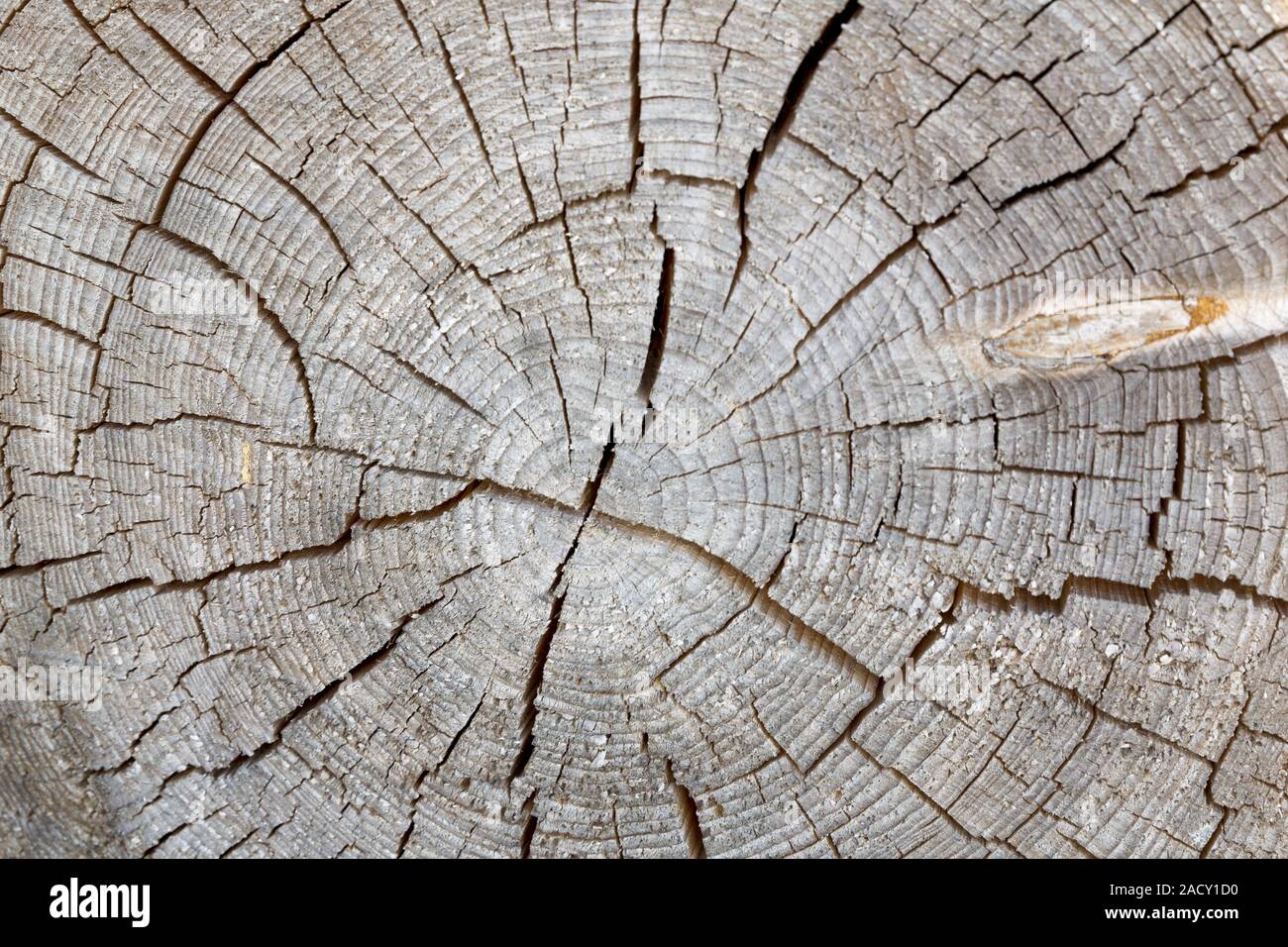 Cross section of a tree trunk with annual rings Stock Photo - Alamy