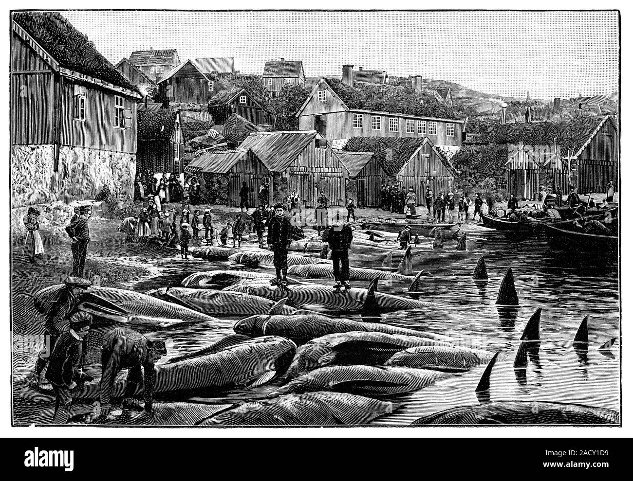 Pilot whale hunt. 19thcentury artwork of longfinned pilot whales