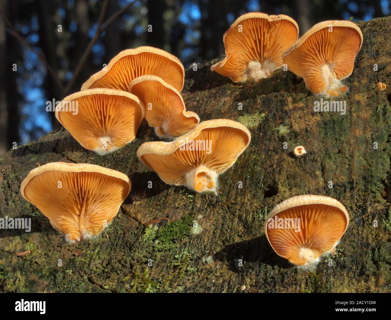 Mock oyster, orange oyster, Phyllotopsis nidulans Stock Photo