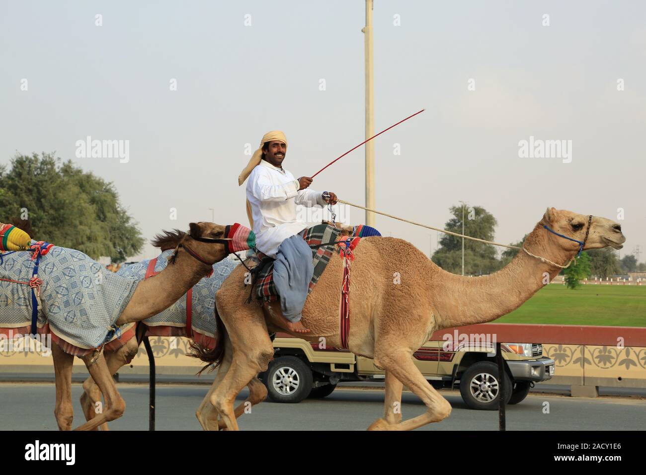 Training For Camel Races On The Racetrack In Al Marmoun Near Dubai Stock Photo Alamy