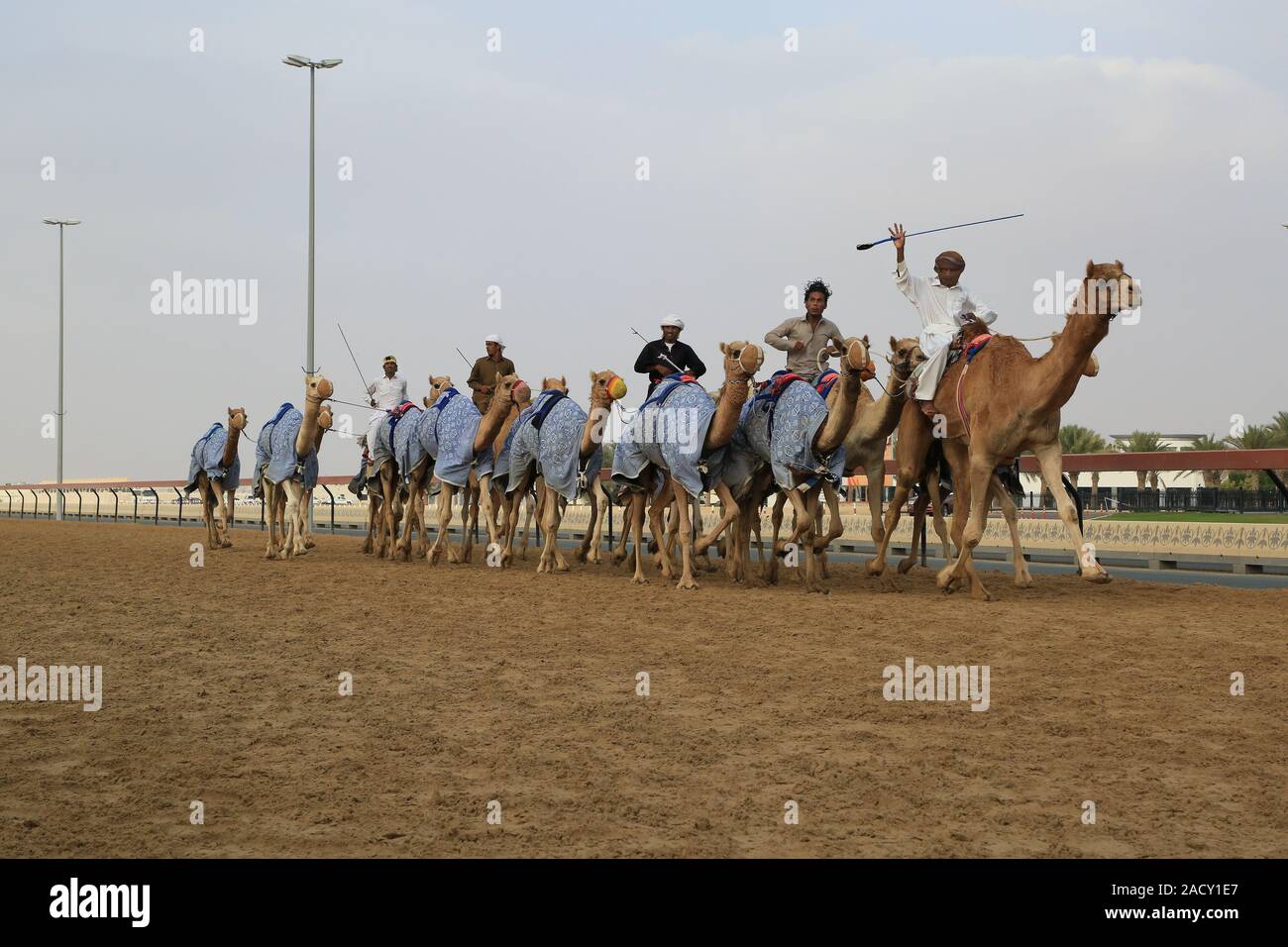 Training for camel races on the racetrack in Al Marmoun near Dubai Stock Photo