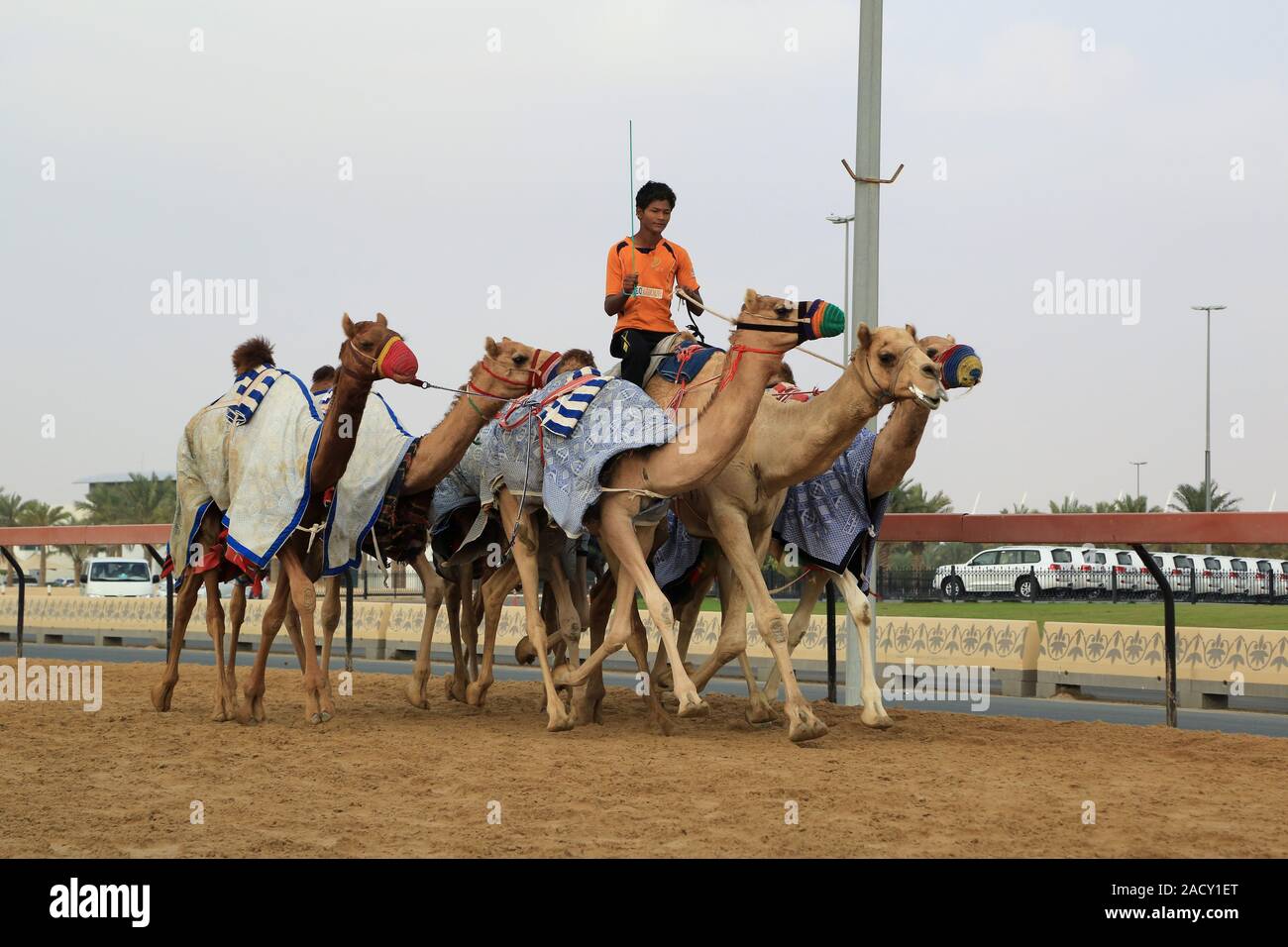 Camel Races High Resolution Stock Photography And Images Alamy