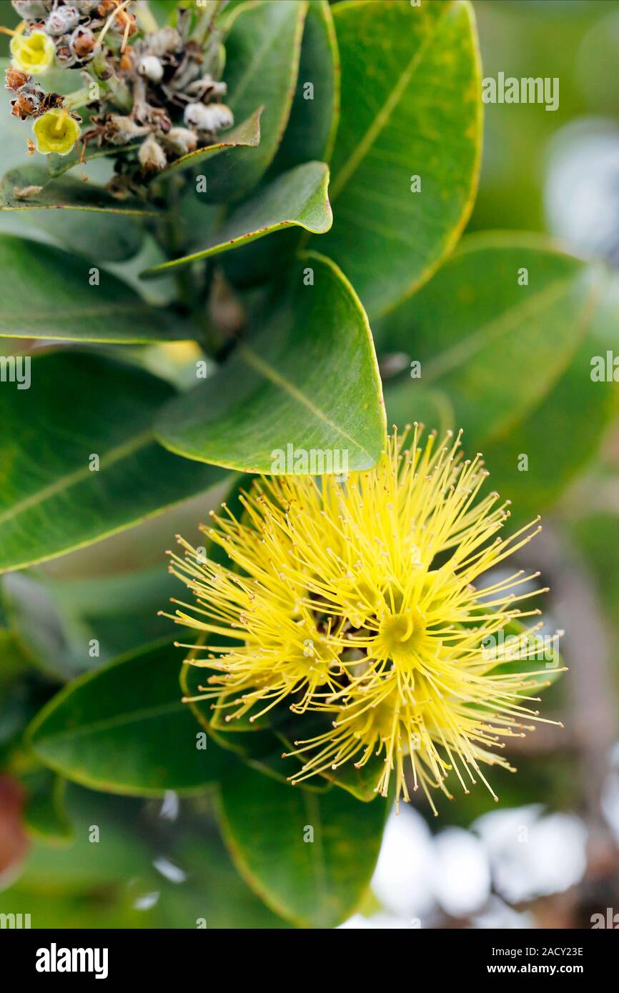Ohia (Metrosideros polymorpha) tree in flower. Photographed in Hawaii Volcanoes National Park