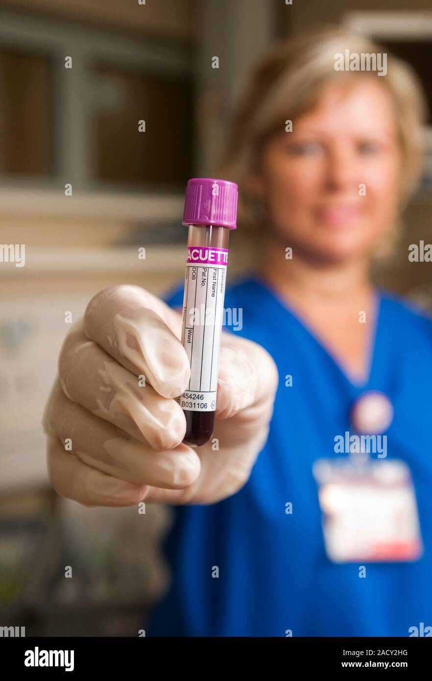Blood sample. Phlebotomist holding a vacutainer tube containing a