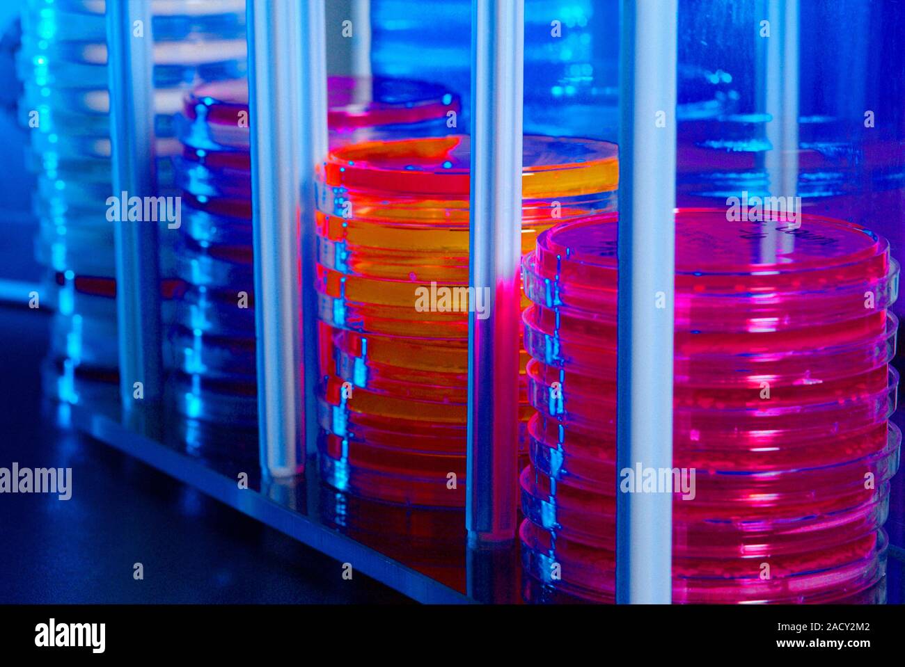 Bacteria research. Stacked Petri dish culture plates containing various