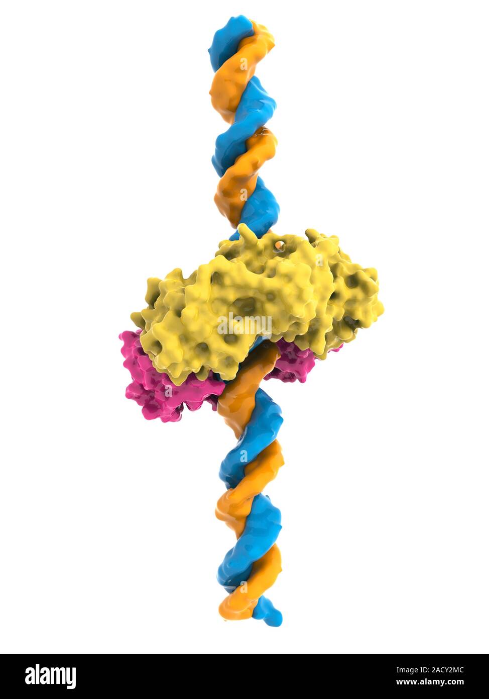 DNA (deoxyribonucleic acid) clamp and DNA. Molecular model of the beta