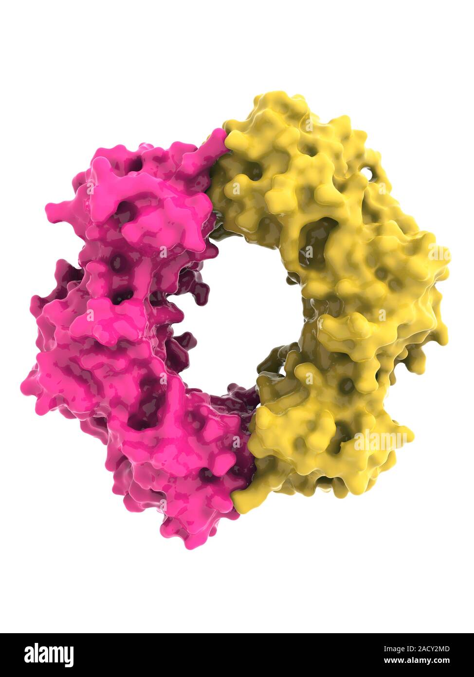 DNA (deoxyribonucleic acid) clamp. Molecular model of the beta clamp
