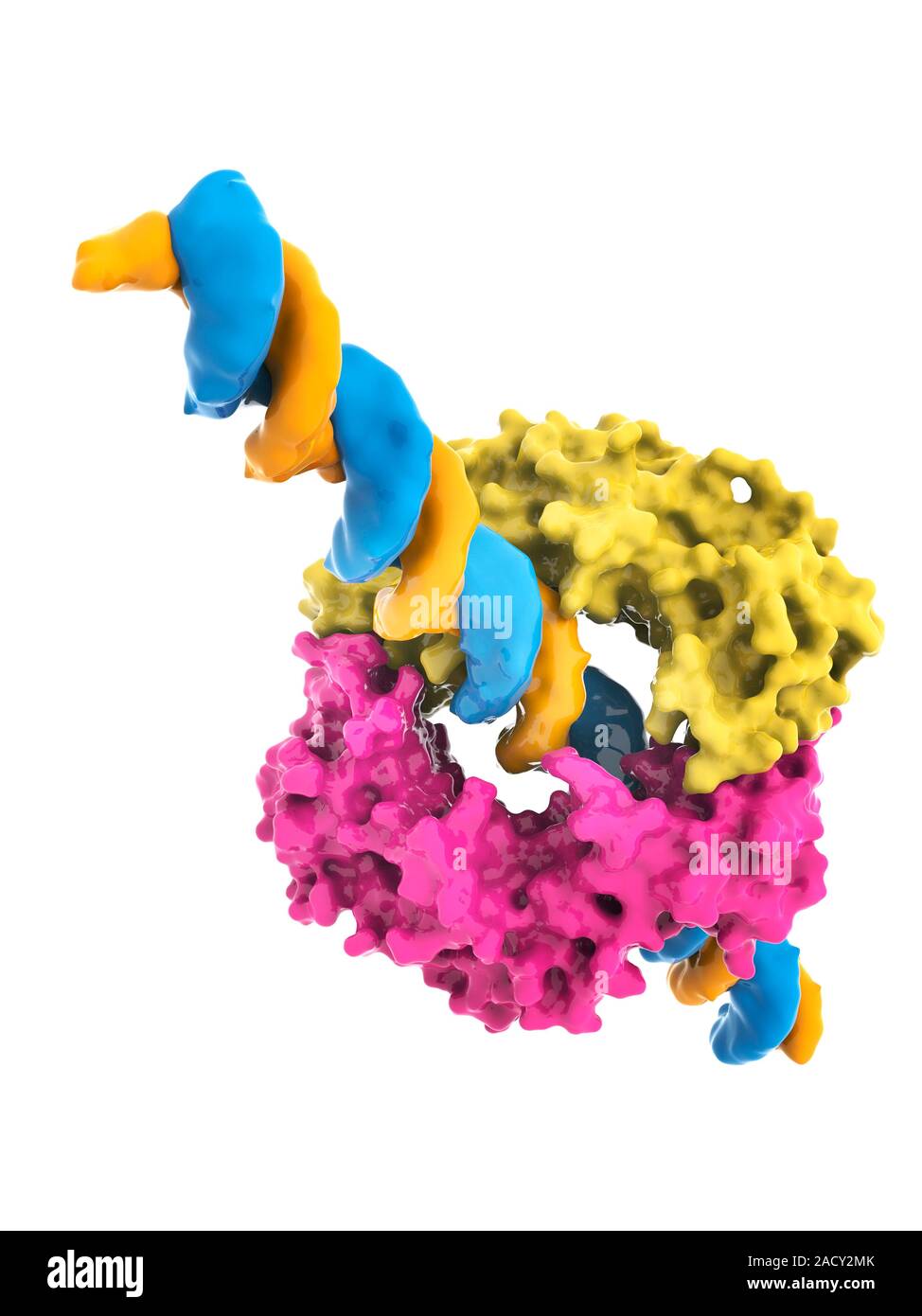 DNA (deoxyribonucleic acid) clamp and DNA. Molecular model of the beta