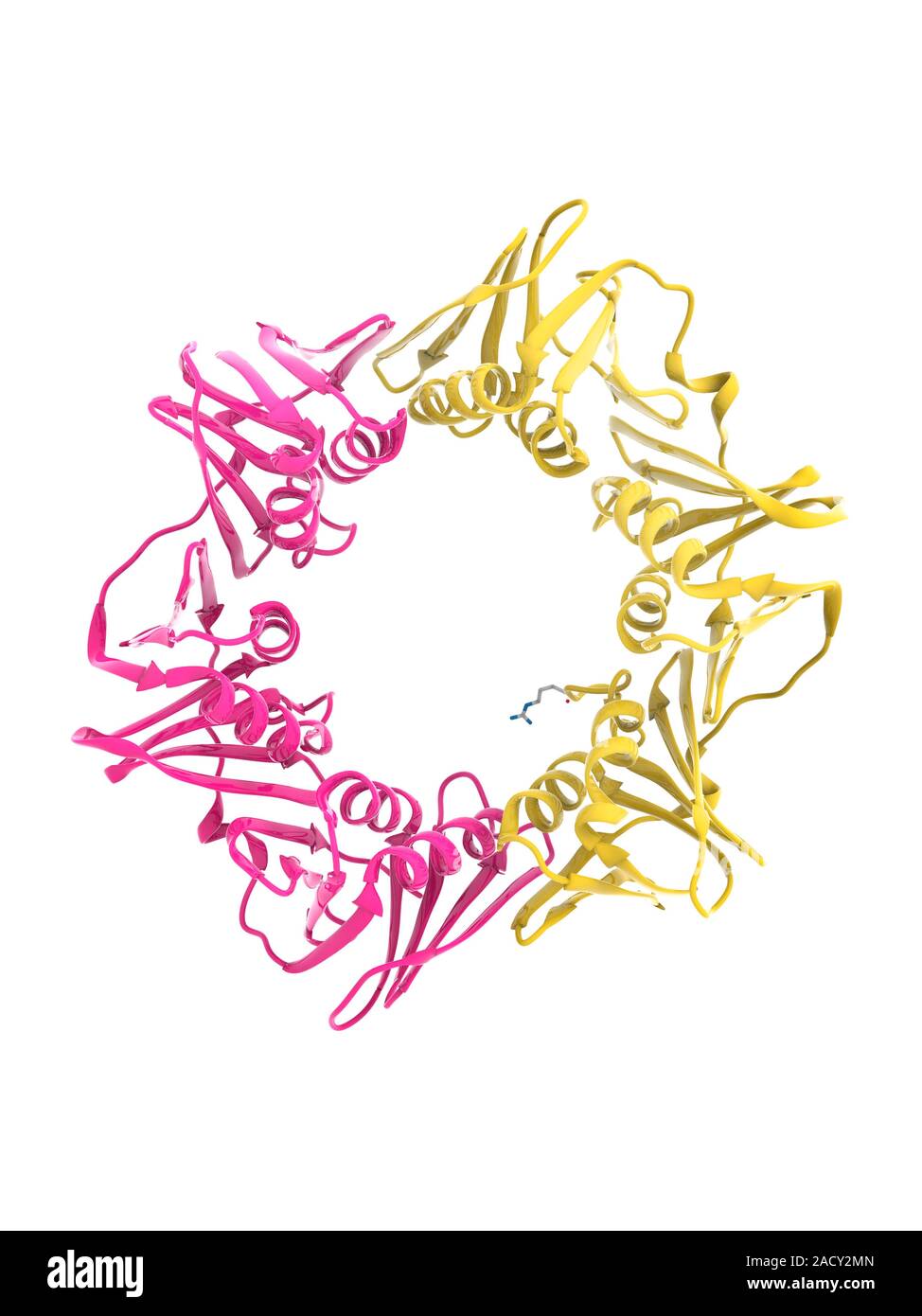 DNA (deoxyribonucleic acid) clamp. Molecular model of the beta clamp