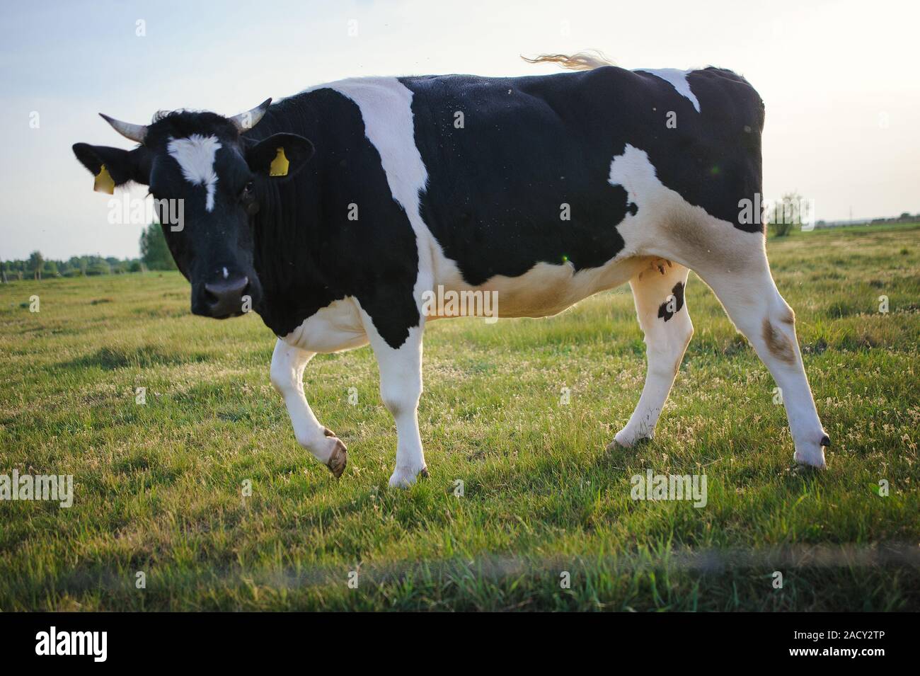 Spotted Black and White Holstein Cattle Grazing in a Green Field Stock ...
