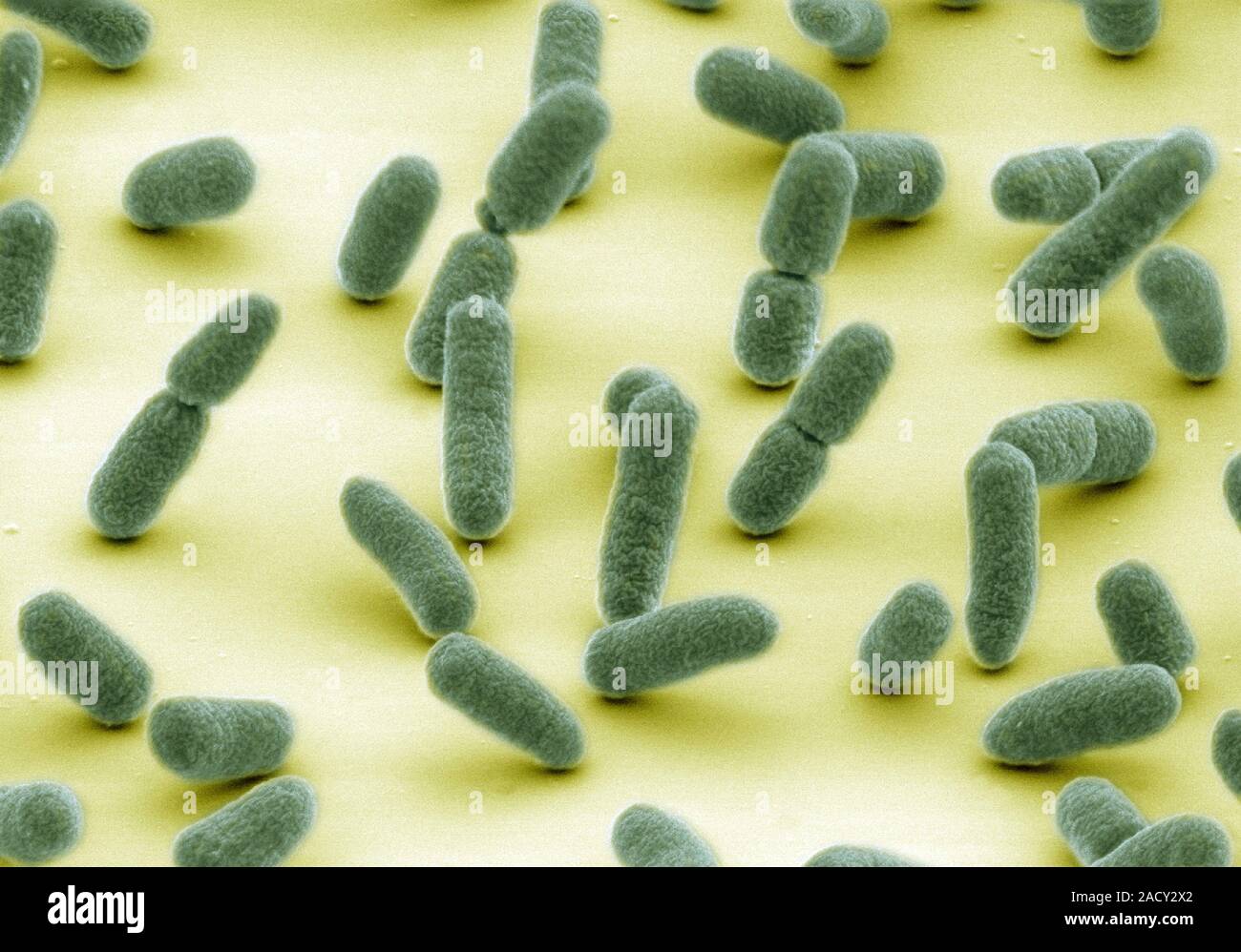 E. coli bacteria. Coloured scanning electron micrograph (SEM) of ...