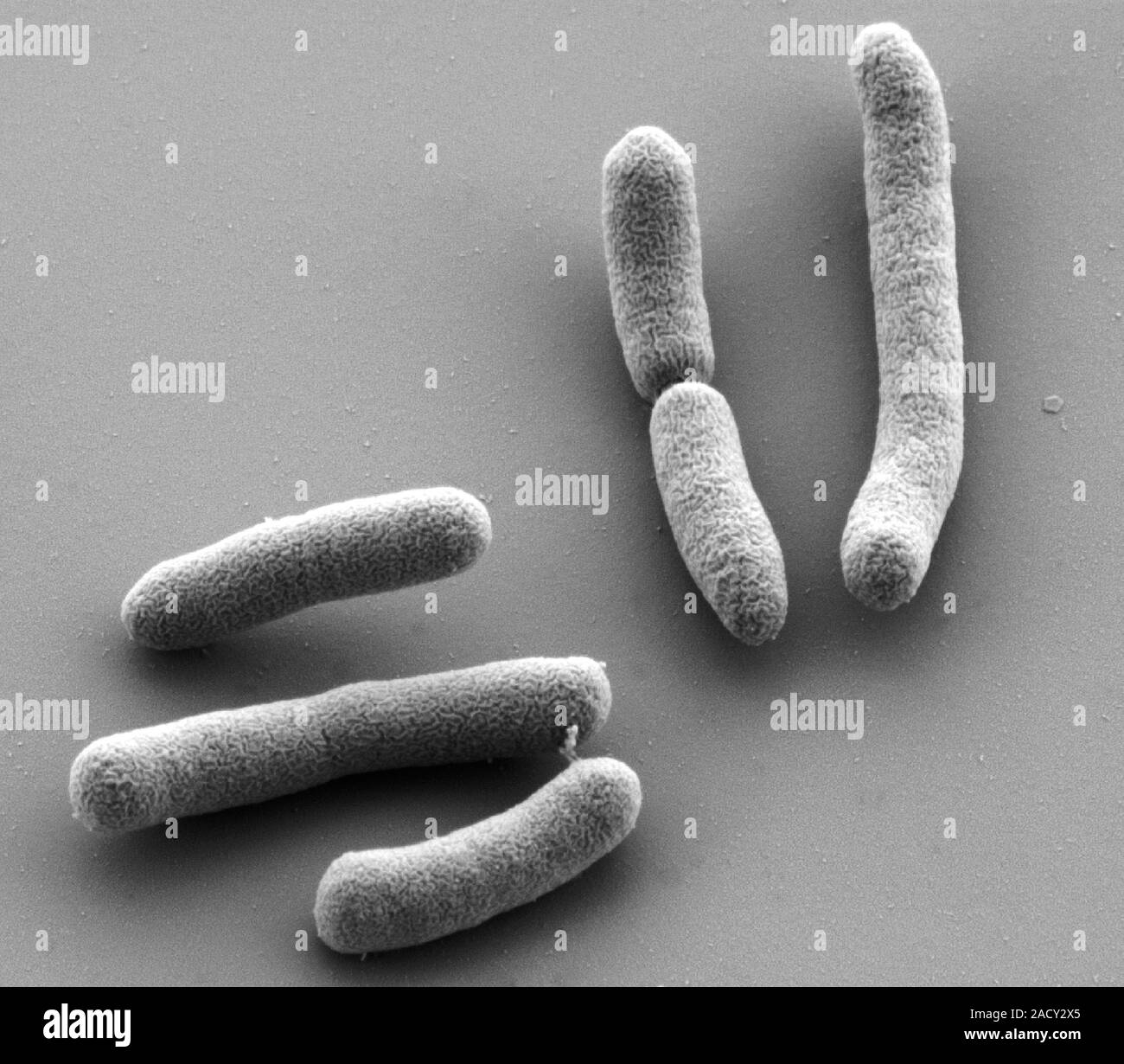 E. coli bacteria. Coloured scanning electron micrograph (SEM) of