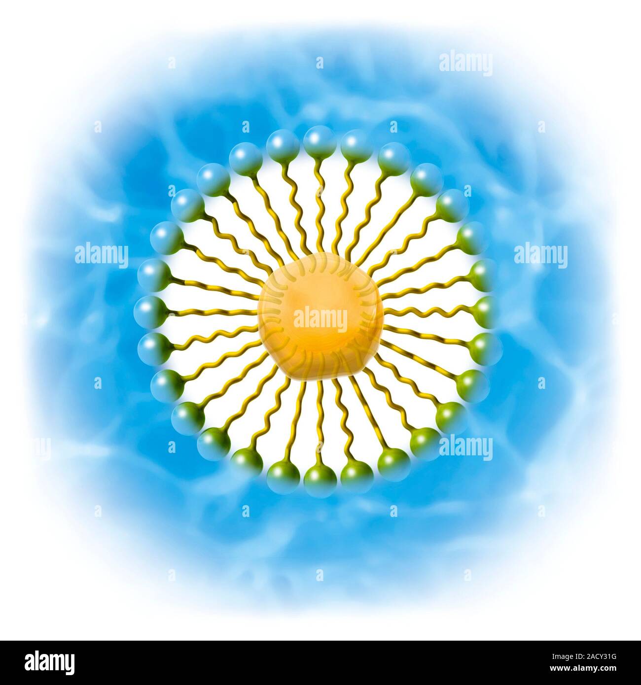 Soap. Computer artwork showing how the molecular structure of soap