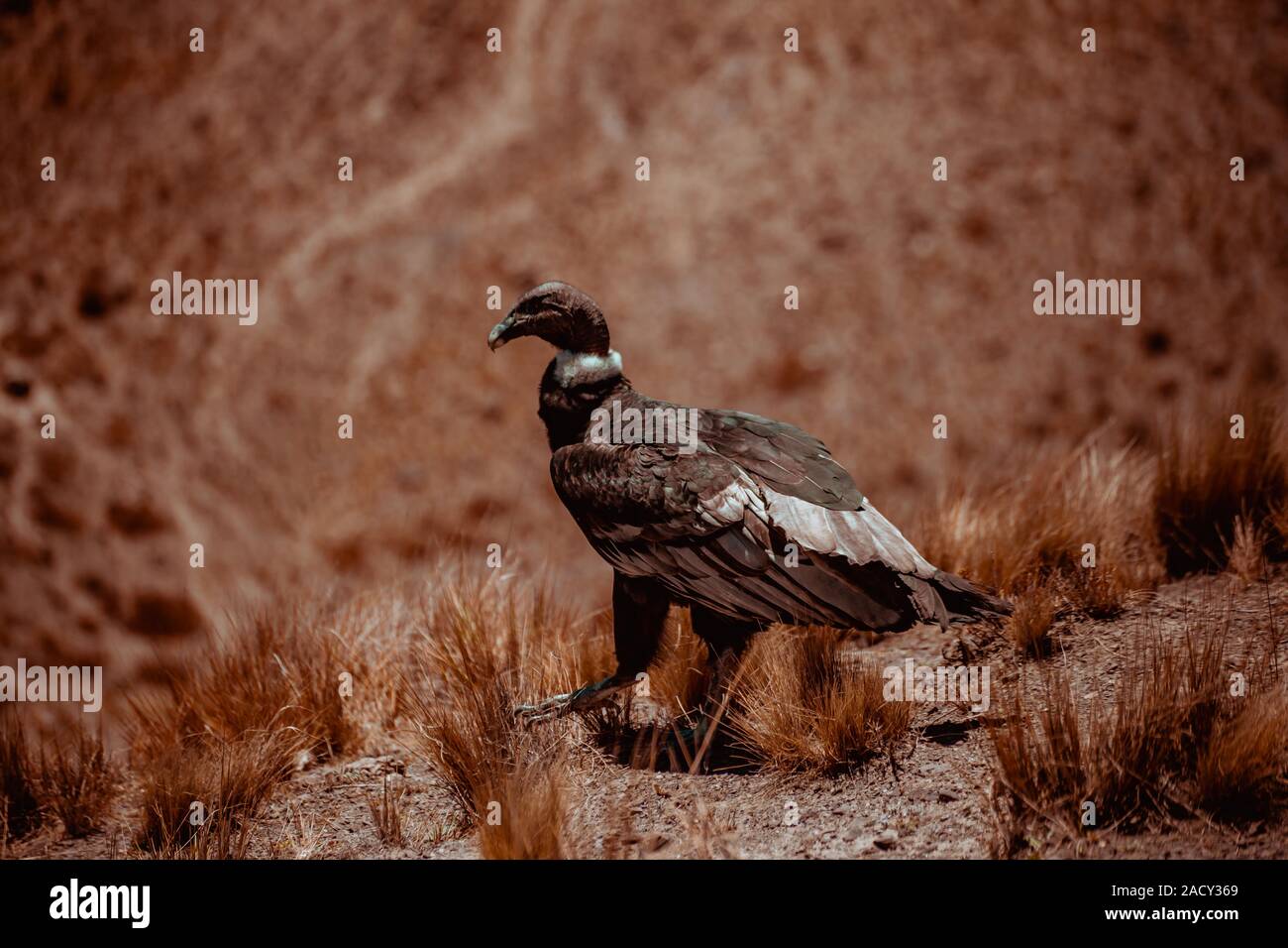 Andean condor, Vultur gryphus, great raptors. Vulture in the stone ...