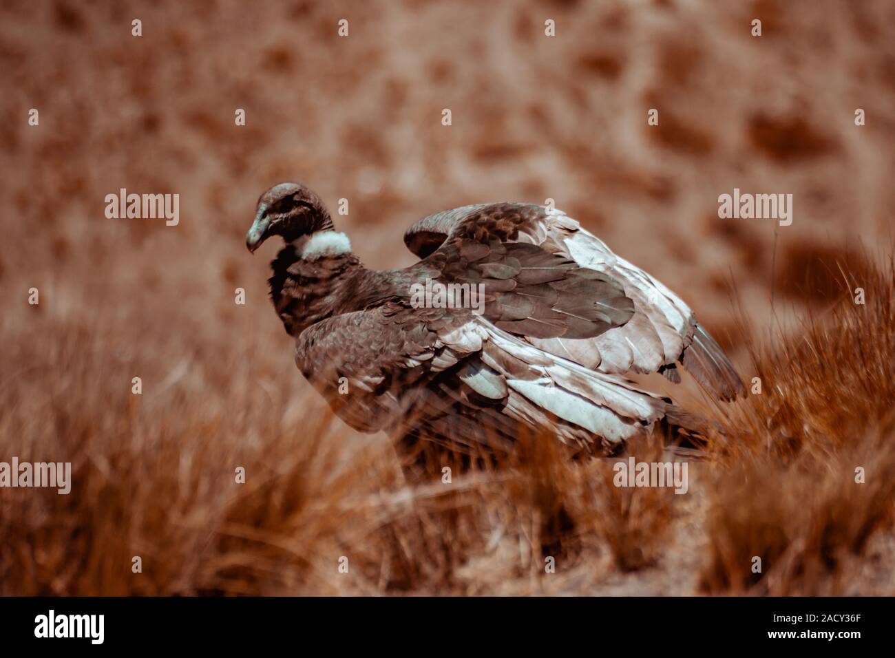 Andean condor, Vultur gryphus, great raptors. Vulture in the stone ...