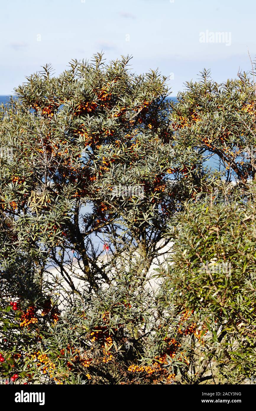 sea buckthorn, hippophae rhamnoides, also called willow buckthorn, dune buckthorn, auditororn, pheasant berry, lagoon buckthorn, Stock Photo