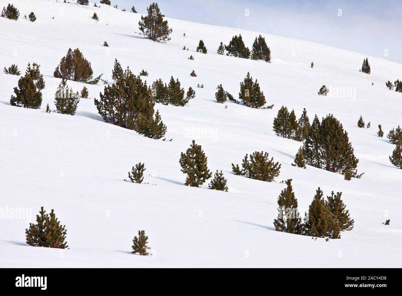 Pinus Pyrenees Mountain pine (Pinus mugo) trees in snow. Photographed in the high ...