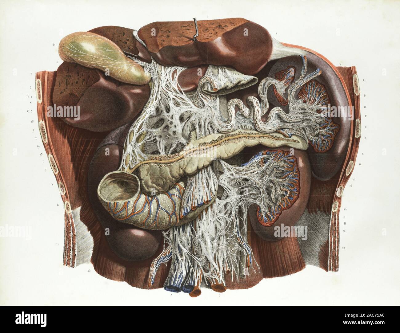 Abdominal anatomy, 19th century artwork. The liver (brown, top) has