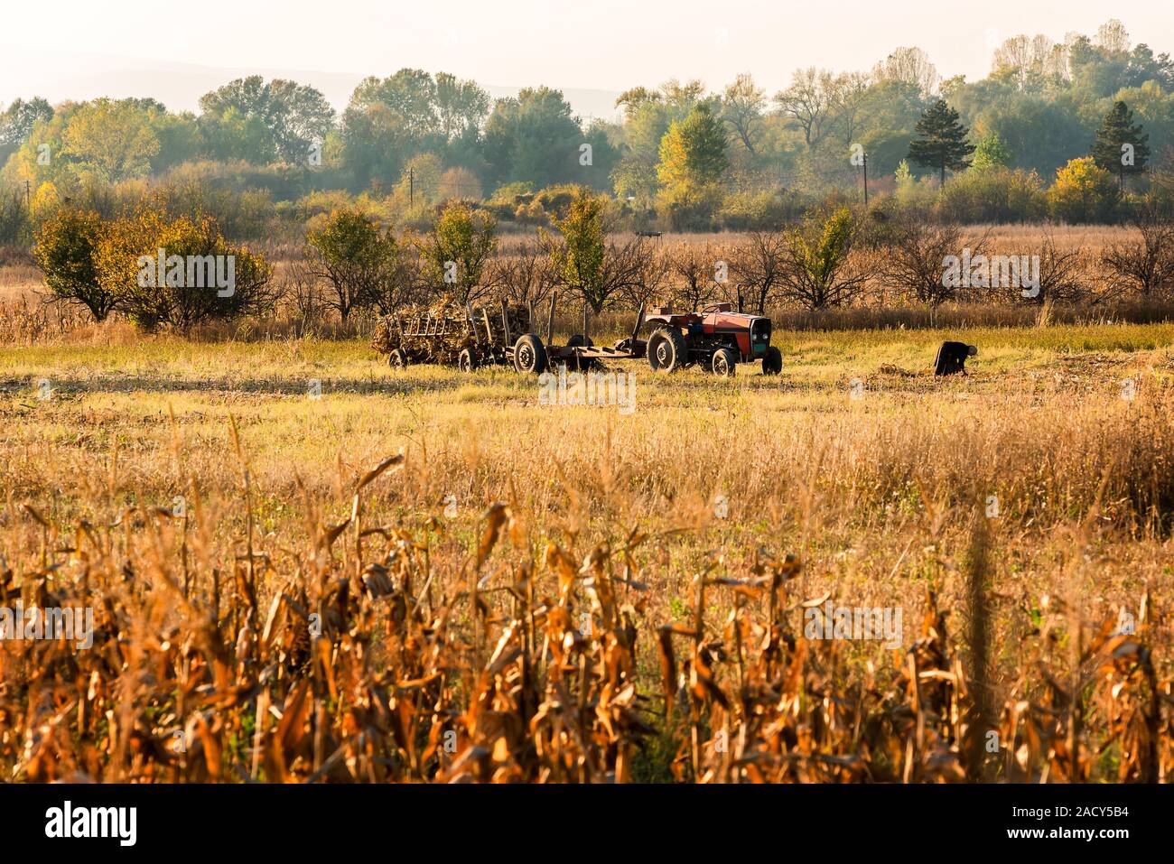 Autumn field works in the cornfield with Tractor carrying cut corn stems in a long trailer Stock Photo