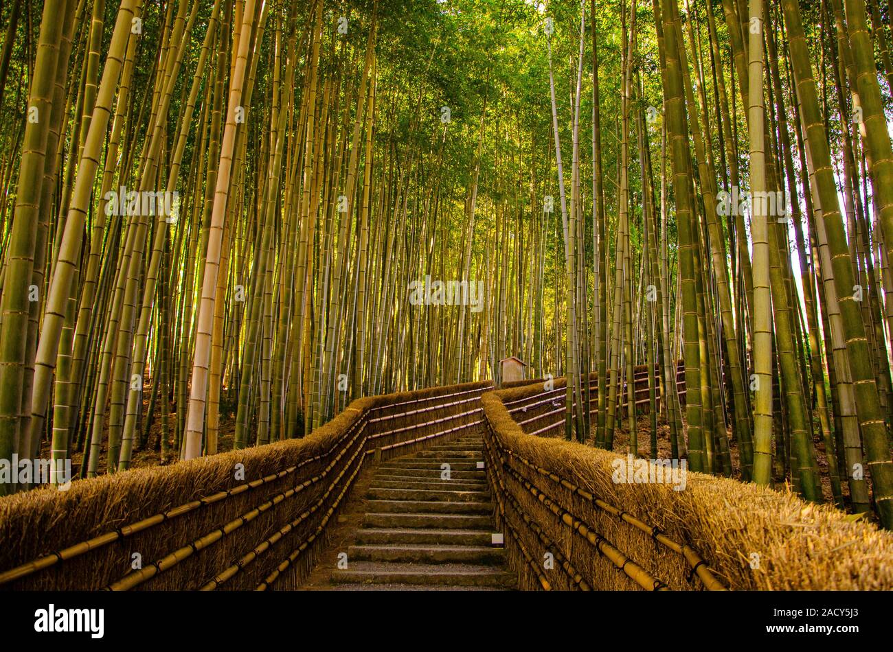 Arashiyama, Bamboo Forest in Kyoto, Japan Stock Photo