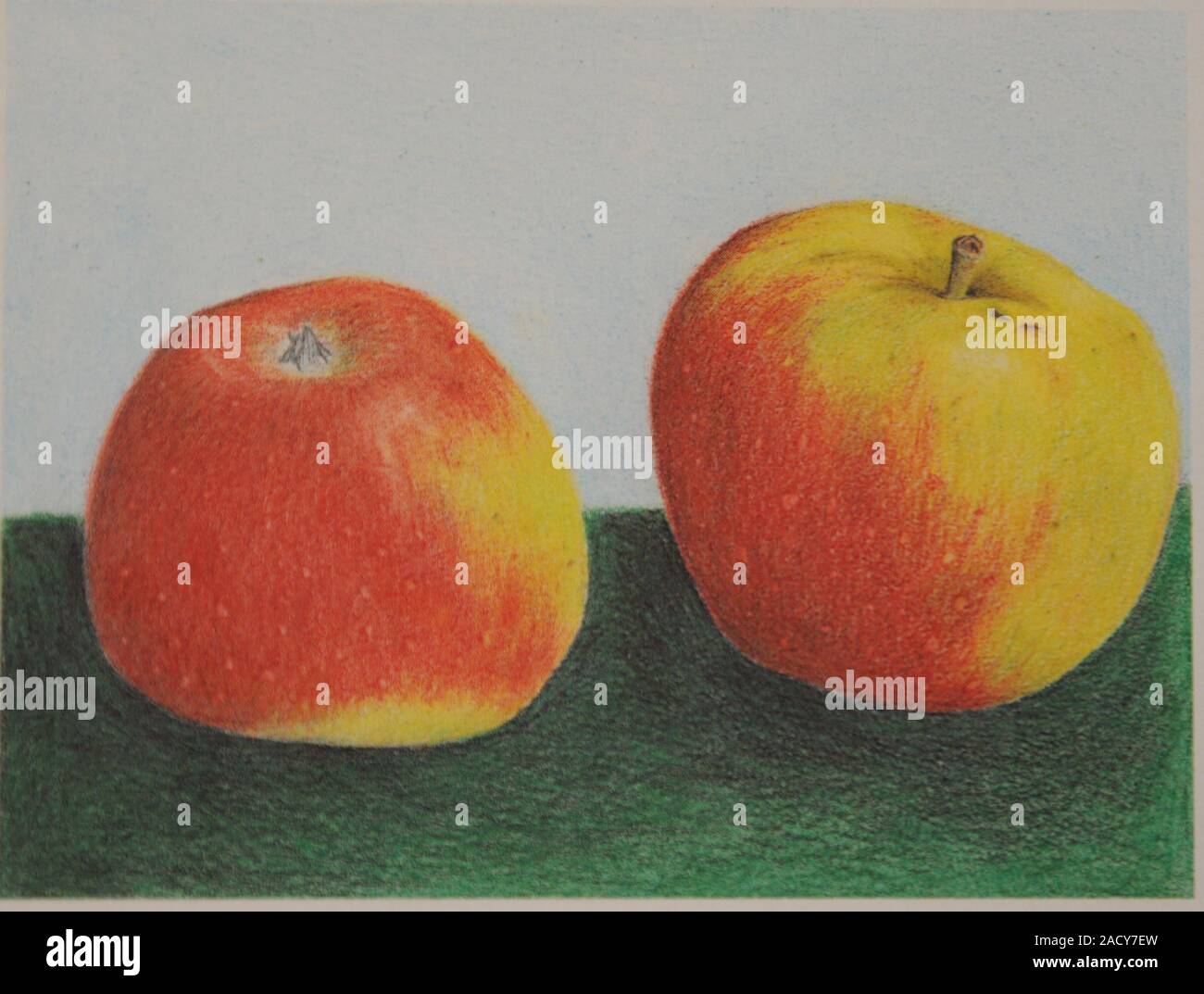 Malus domestica Alkmene, Apple, color drawing by Korbinian Aigner Stock Photo