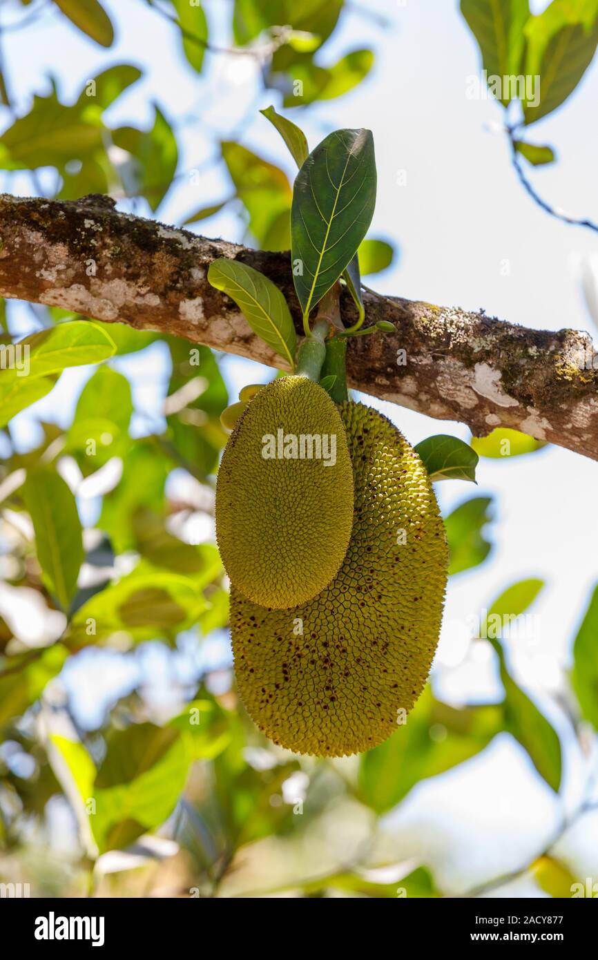 Jackfruit (Artocarpus Heterophyllus) Madagascar. Ripe seeds and the unripe fruit are consumed. jackfruit is a multiple fruit composed of thousands of Stock Photo