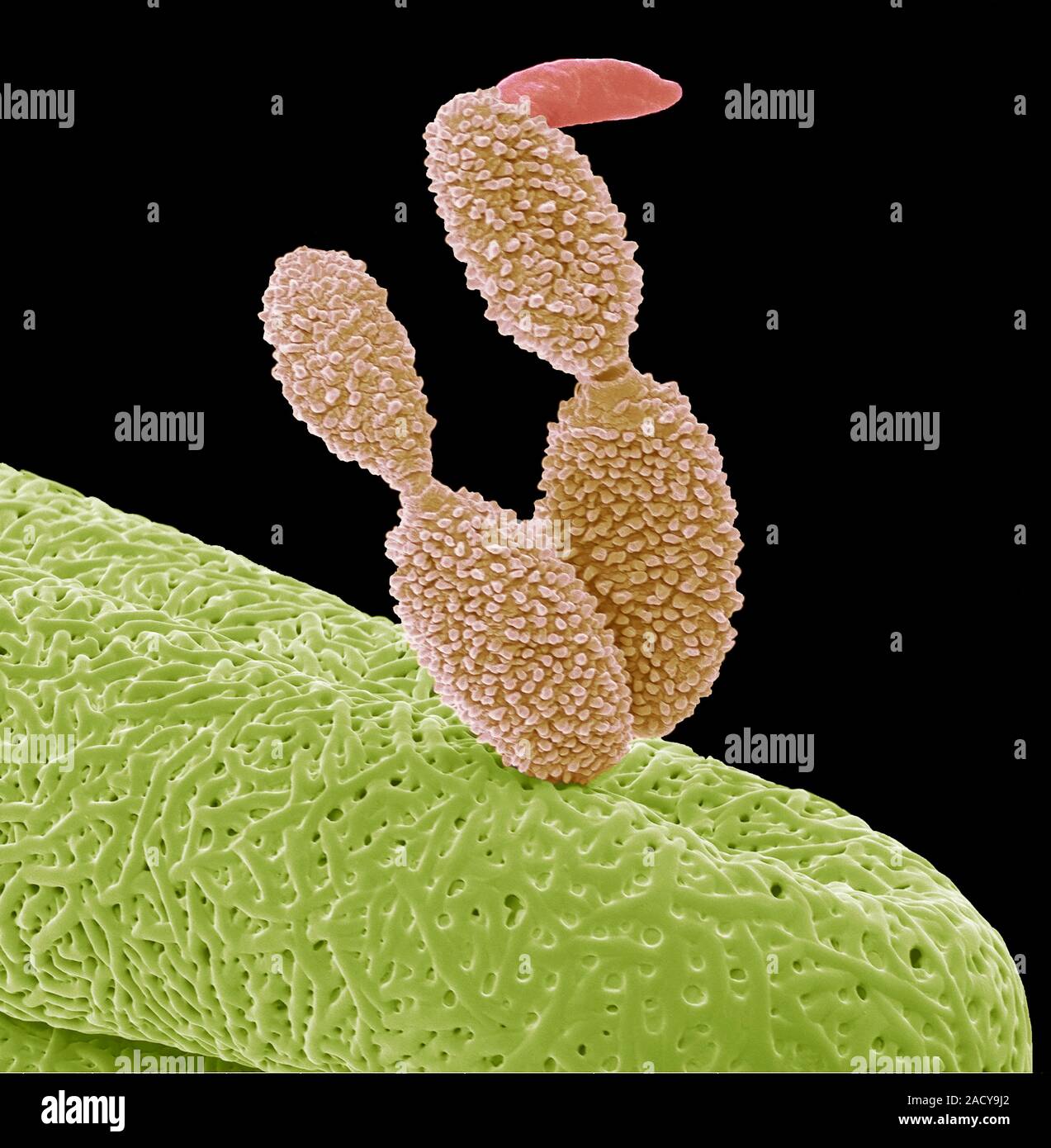 Germinating fungal spore. Scanning electron micrograph (SEM) of a