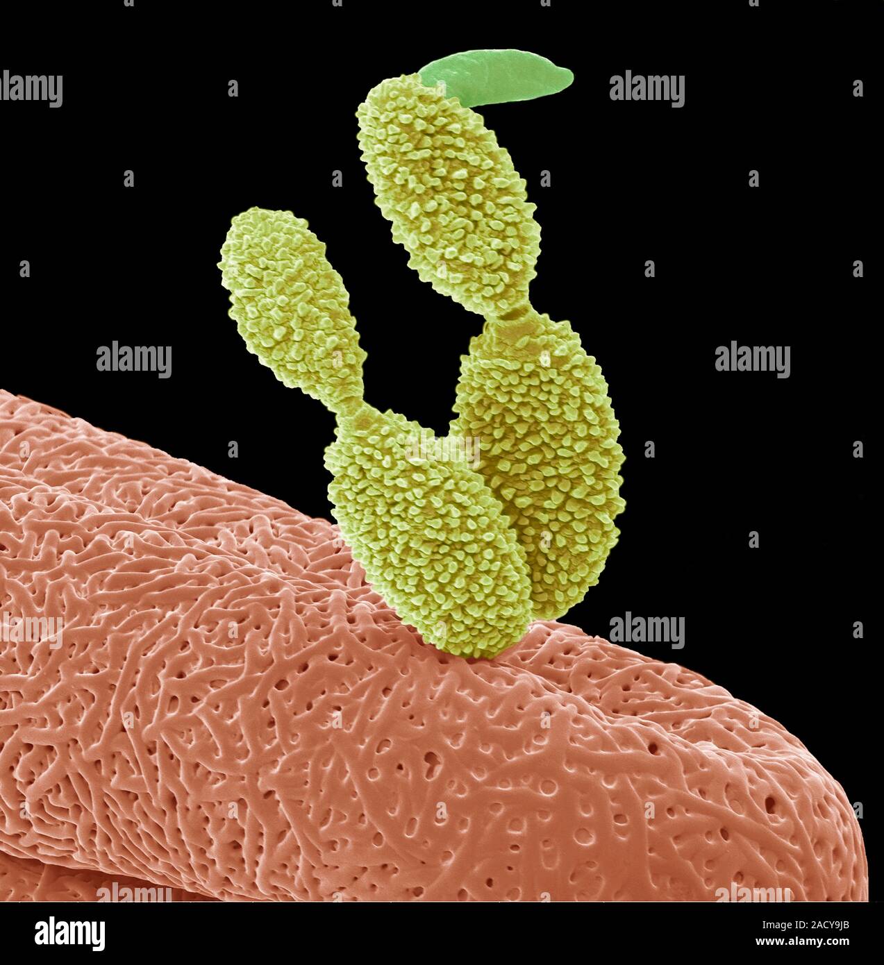 Germinating fungal spore. Scanning electron micrograph (SEM) of a