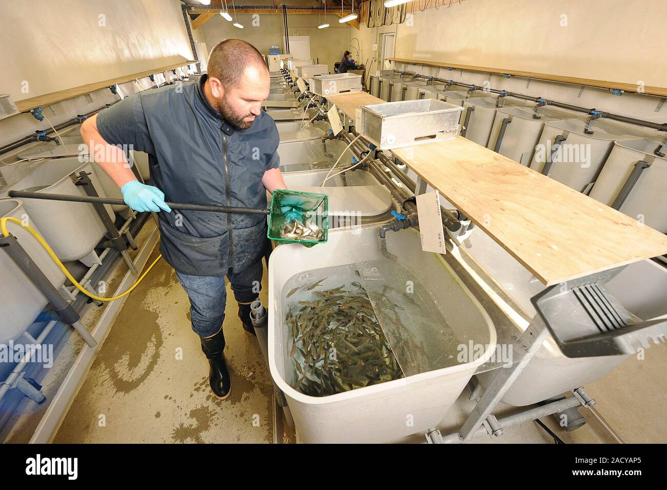 Fish farm hatchery research. Worker cleaning and maintaining developing ...