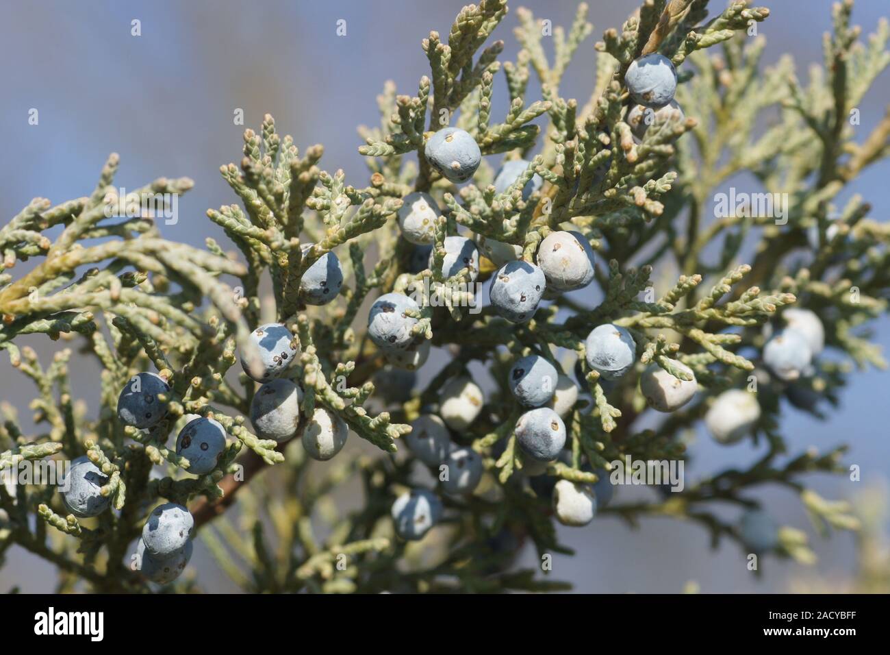 Juniperus virginiana Grey Owl, Virginian juniper, Grey owl juniper Stock Photo