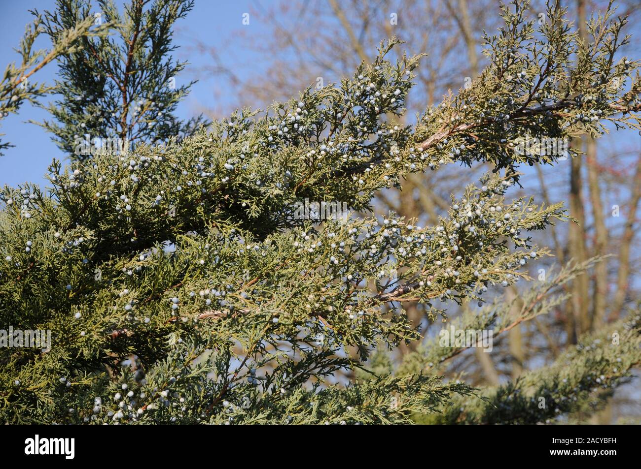 Juniperus virginiana Grey Owl, Virginian juniper, Grey owl juniper Stock Photo