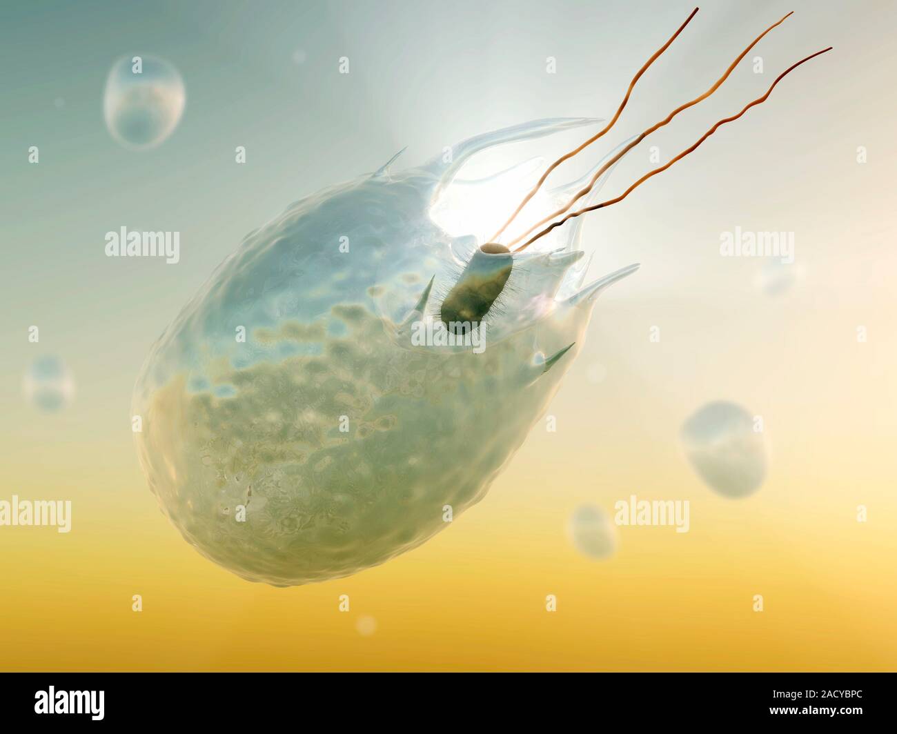 Phagocytic white blood cell engulfing a bacterial cell, computer ...