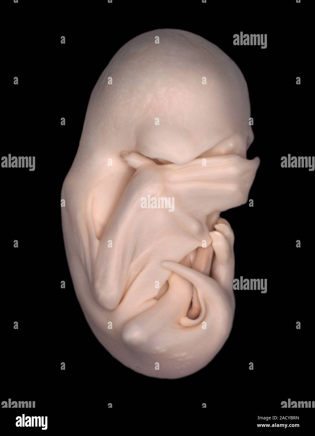 Black mastiff bat (Molossus rufus) embryo, light micrograph. As the ...