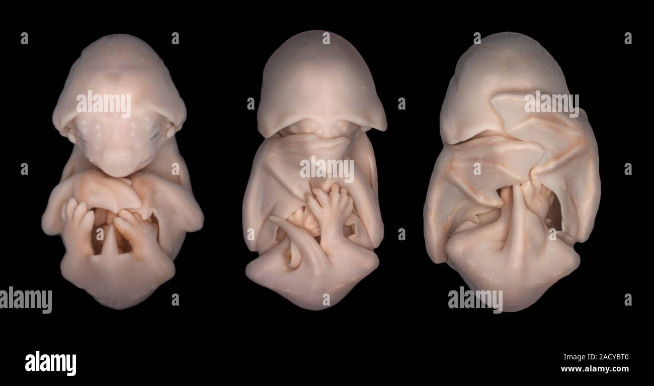 Black mastiff bat (Molossus rufus) embryos, light micrograph. As the ...