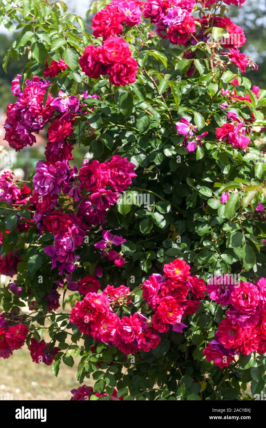 Red climbing rose roses Rosa Flammentanz Stock Photo