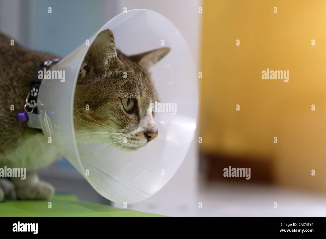 Sick cat with veterinary cone or plastic cone collar on its head to protect cat from licking a wound. Stock Photo