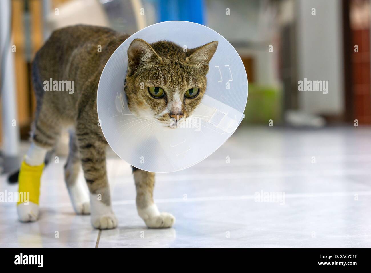 Sick cat with veterinary cone or plastic cone collar on its head to protect cat from licking a wound. Stock Photo