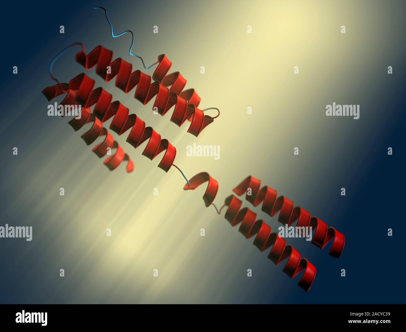 Interleukin 10 (IL-10), molecular model Stock Photo - Alamy