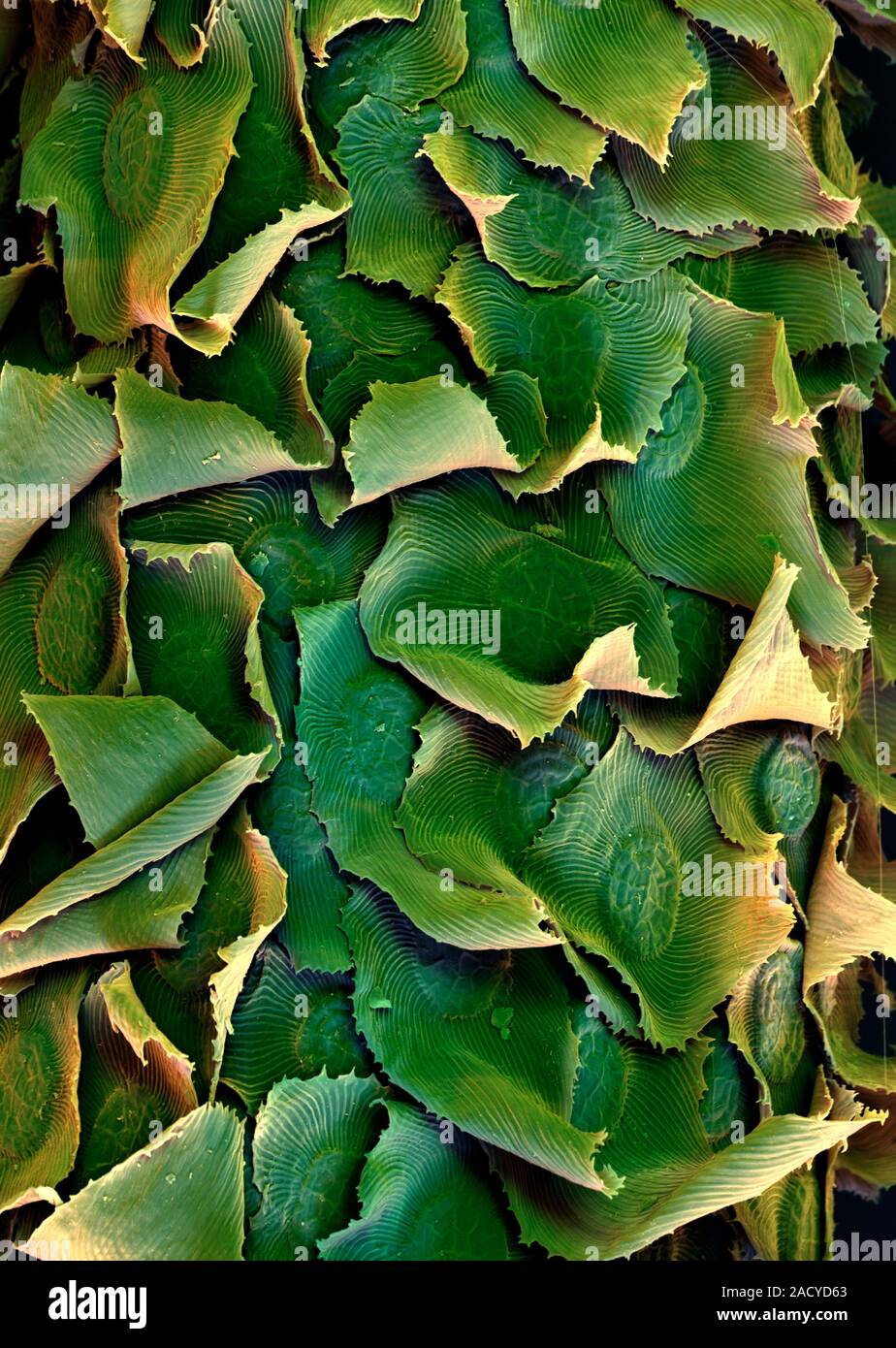 Spanish moss (Tillandsia usneoides) leaves, coloured scanning electron