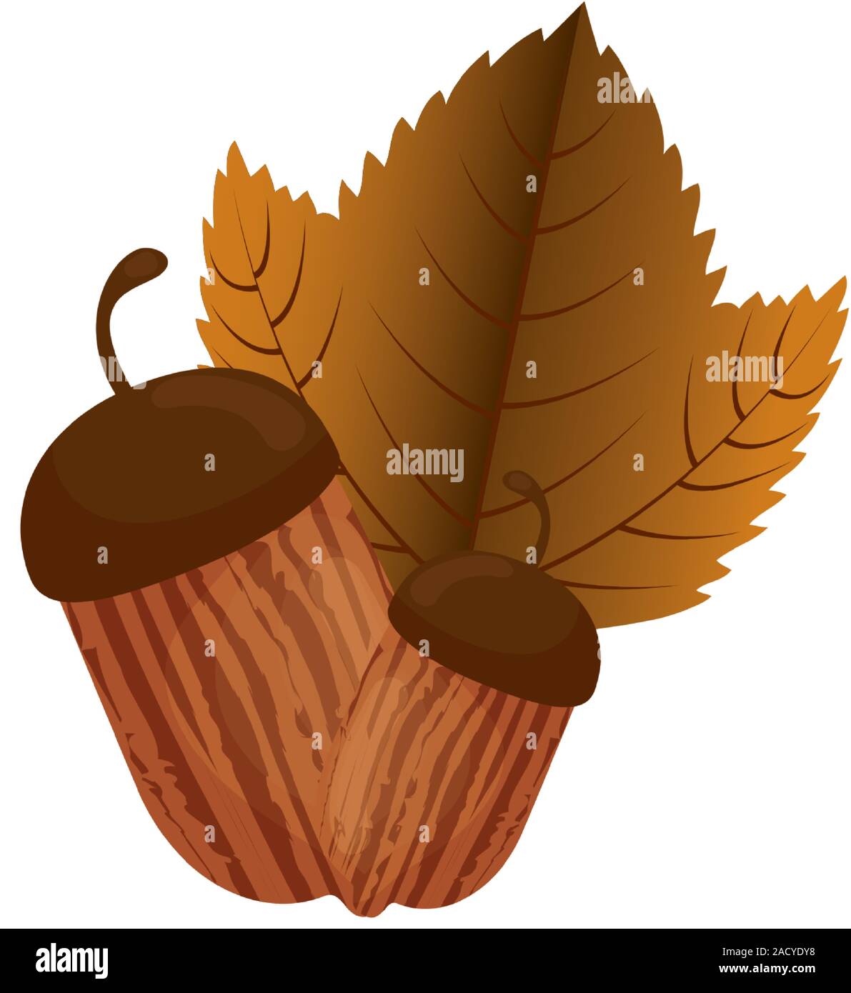 Autumn season acorn and leaf vector design Stock Vector