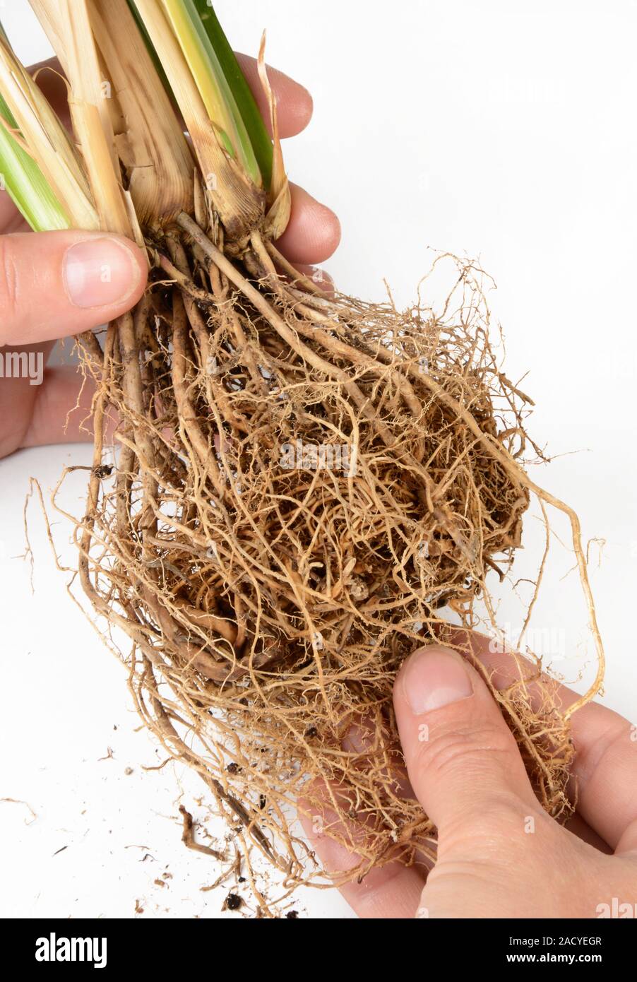 Vertiver Roots Vetiver grass roots. Vetiver grass (Vetiveria zizanoides) is a tropical ...