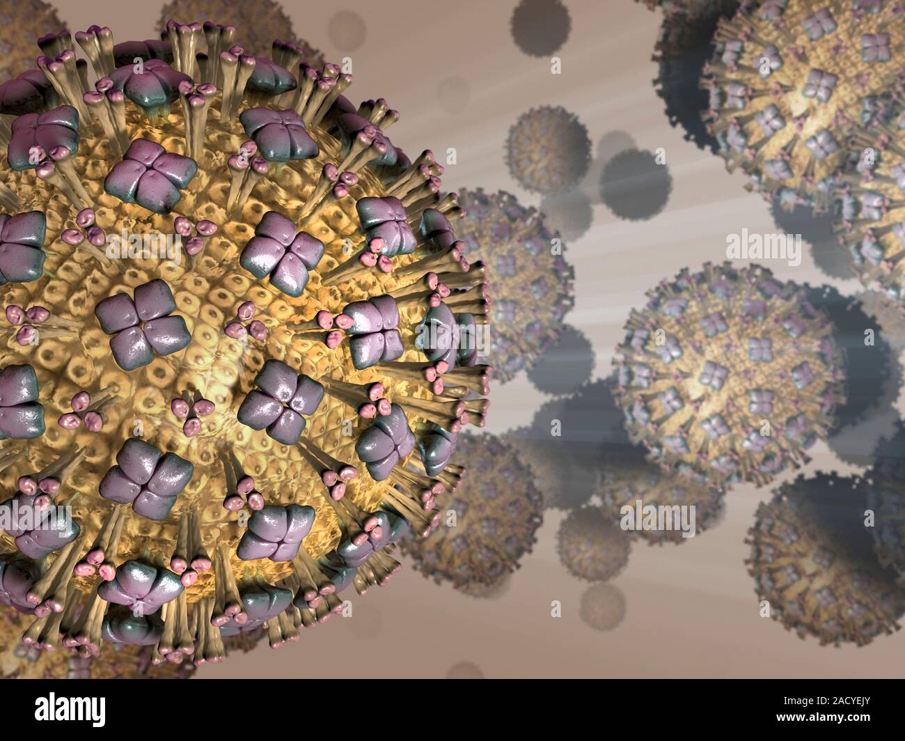 Human respiratory syncytial virus (RSV), computer artwork Stock Photo