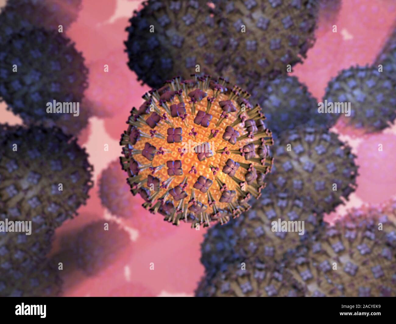 Human respiratory syncytial virus (RSV), computer artwork Stock Photo