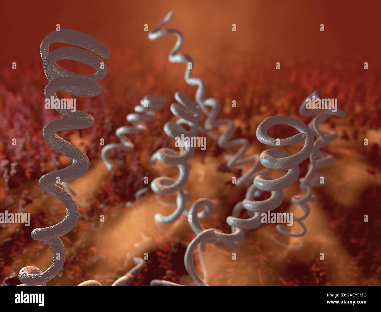 Сифилис возбудитель бактерия. Днк бледная трепонема. Днк бледная трепонема. Возбудитель сифилиса трепонема. Спирохета или трепонема бледная.