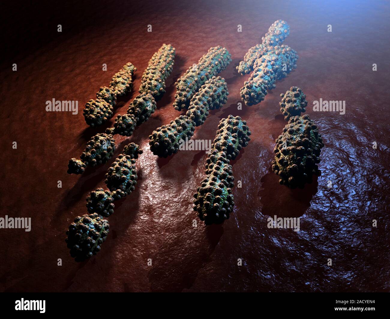 Klebsiella pneumoniae bacteria, computer artwork Stock Photo - Alamy