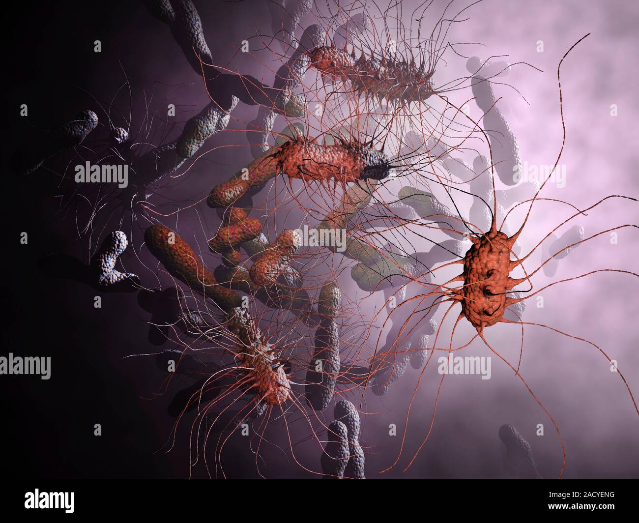 Klebsiella pneumoniae bacteria, computer artwork Stock Photo - Alamy