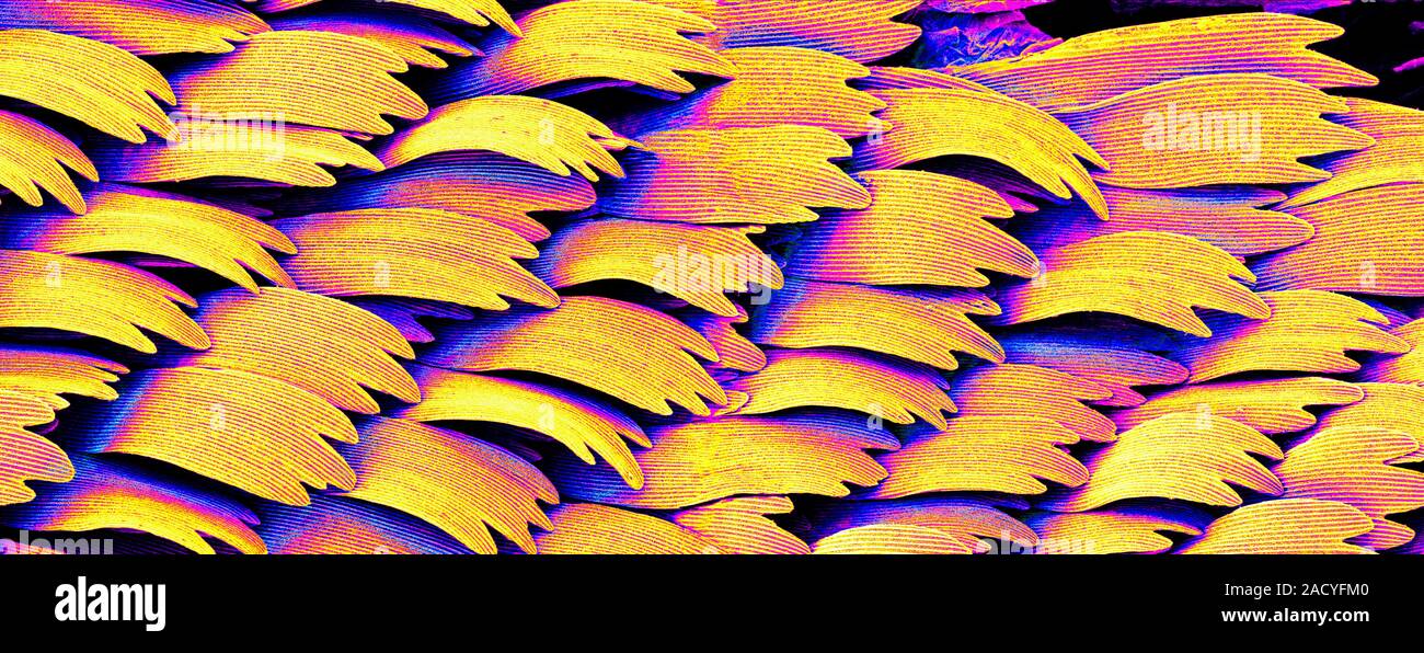 Swallowtail butterfly wing scales. Coloured scanning electron ...