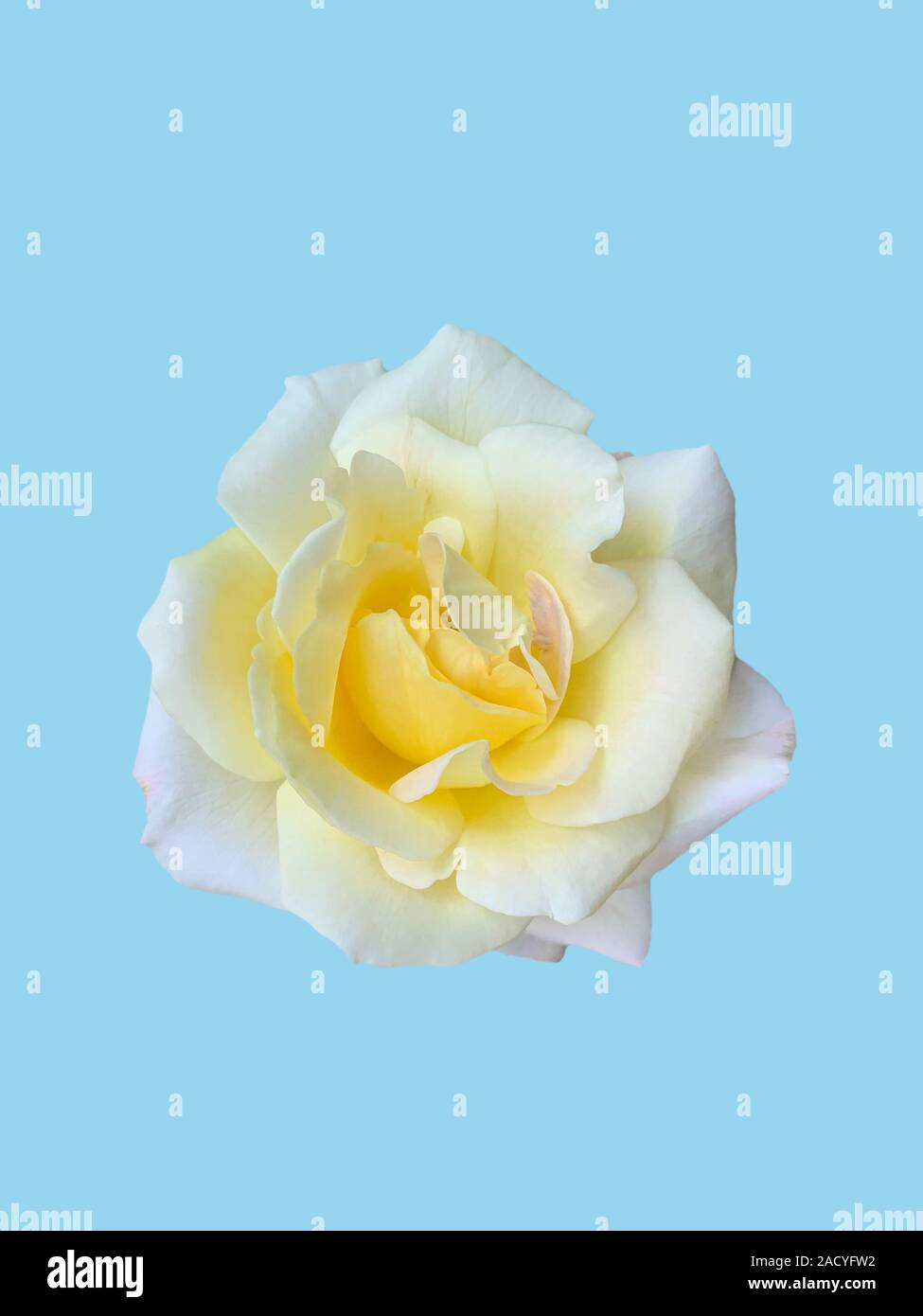 White roses, Thai variants, isolated on a soft blue  background. Stock Photo