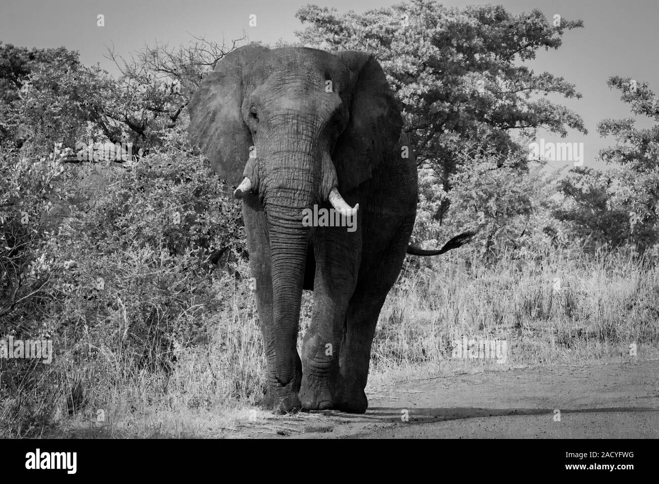 Elephant walking towards the camera in black and white in the Kruger National Park, South Africa. Stock Photo