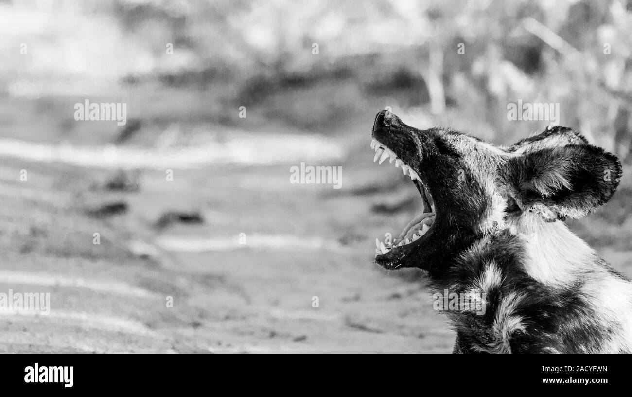 African wild dog yawning in black and white in the Kruger National Park, South Africa. Stock Photo